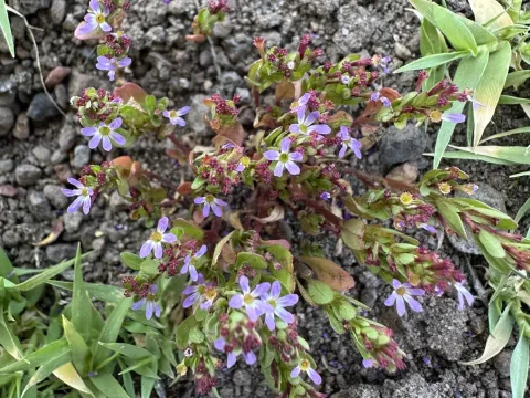 Three-bract loosestrife