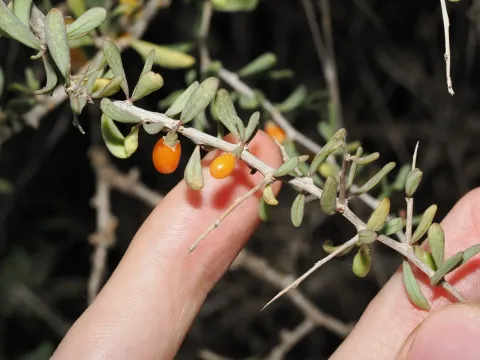 Southern boxthorn