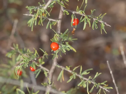 Berlandier wolfberry
