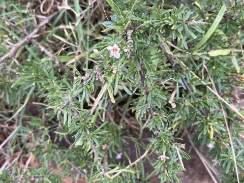 Grey boxthorn