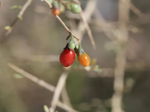 Лиціум чилійський