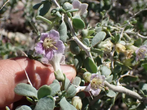 Pale wolfberry