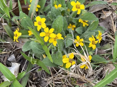 Chrysogonum
