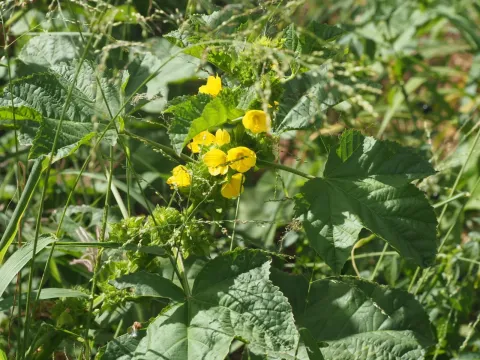 Malachra alceifolia