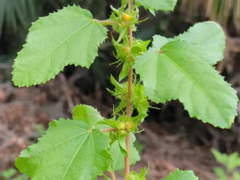 Malachra urens