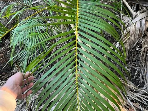 Chrysalidocarpus