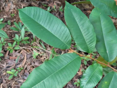 Chrysophyllum