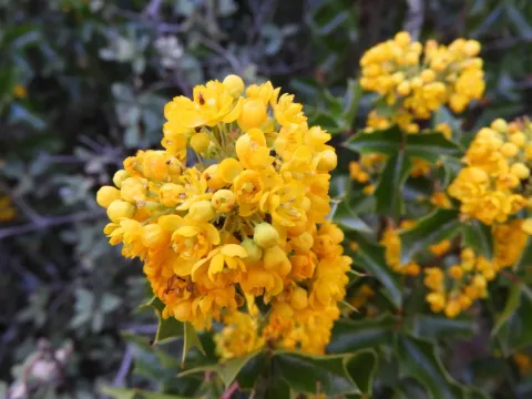 Three-leaf barberry