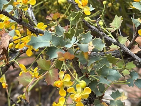 Fremont's barberry
