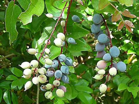 Graceful barberry