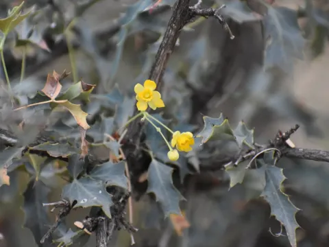 Red-berried barberry