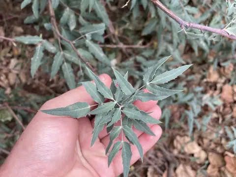 Nevin's barberry