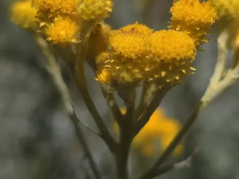 Хризоцефалум