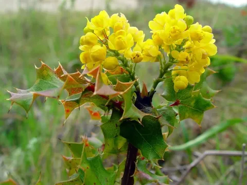 Berberis pinnata