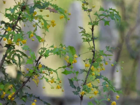 Swasey's barberry