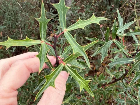 Three-leaf barberry