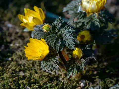 Adonis multiflora