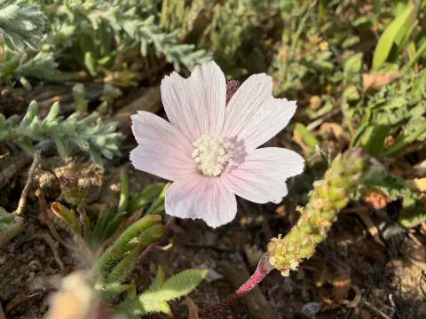 Spanish mallow