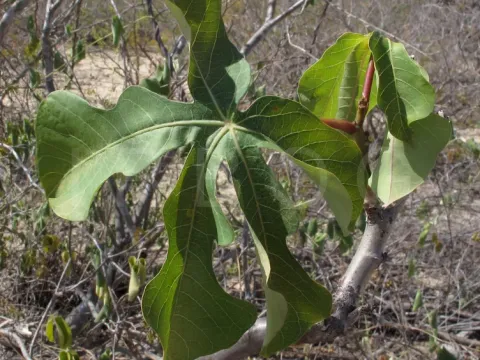 Manihot dichotoma