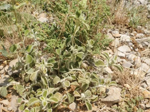Horehound (Marrubium cuneatum)