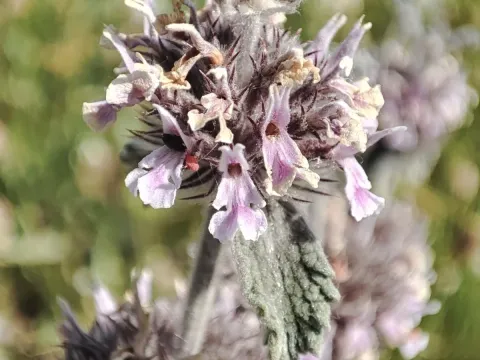 Marrubium supinum