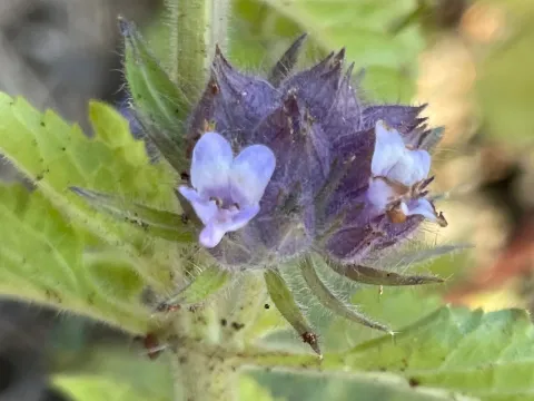 Marsypianthes