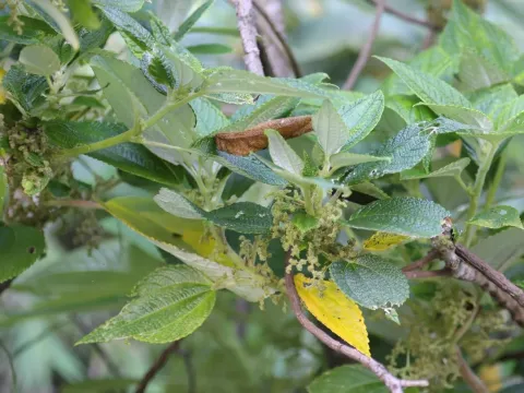 Маутія