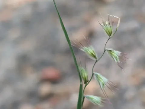 Меланоценхрис