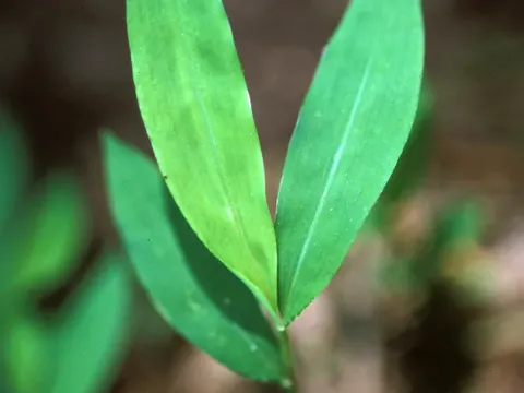 Microstegium
