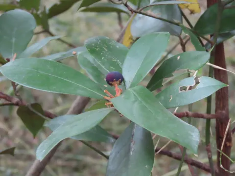 Machilus
