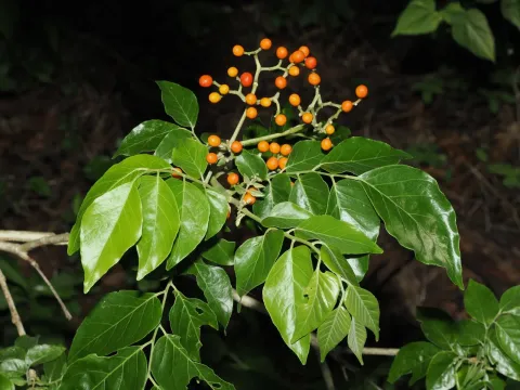 Micromelum
