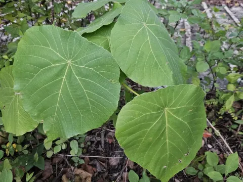 Макаранга