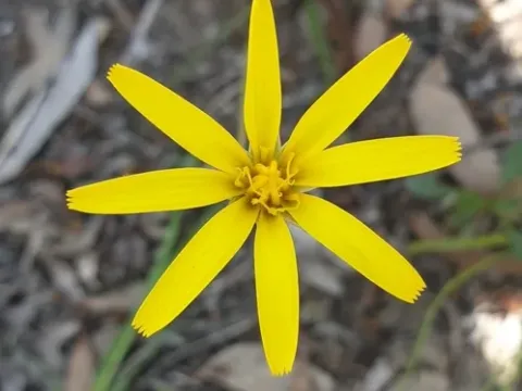 Мікросеріс