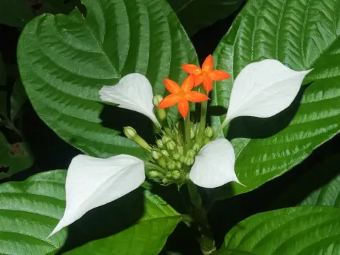 Mussaenda roxburghii