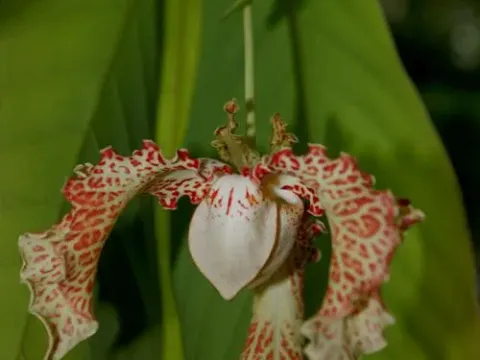 Monodora