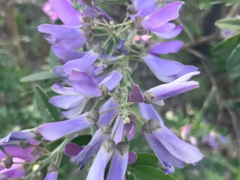 Mundulea