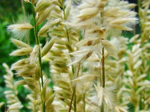 Melica decumbens