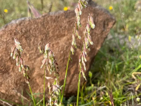 Large melic grass