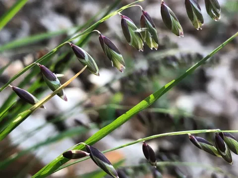 Melic grass