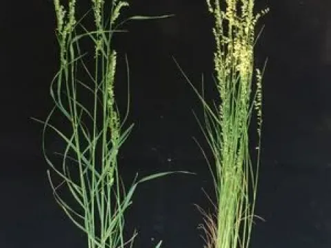 Melica scabrosa