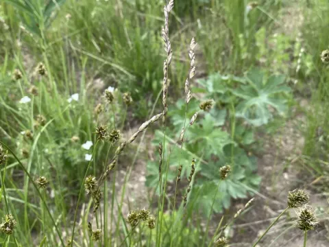 Melica spectabilis