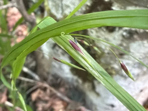 Alaska oniongrass