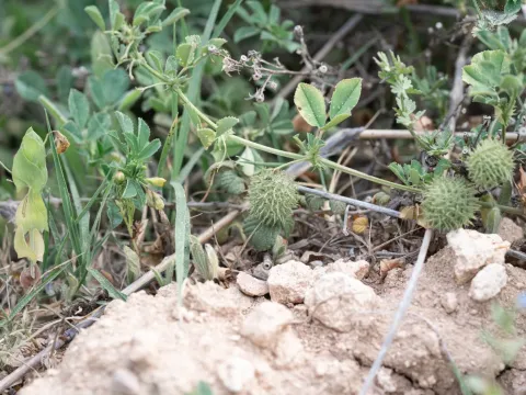 Ciliated medick