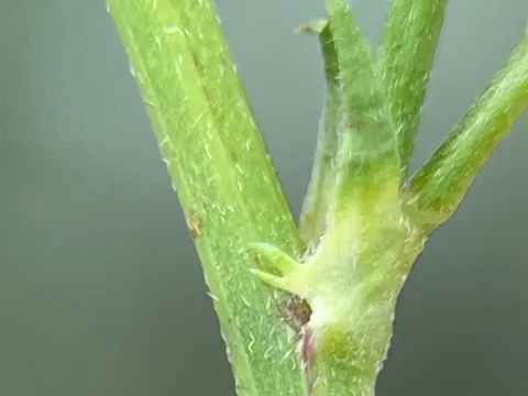 Medicago dentata