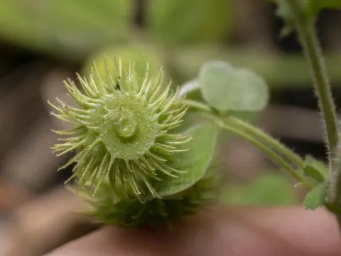 Medicago disciformis