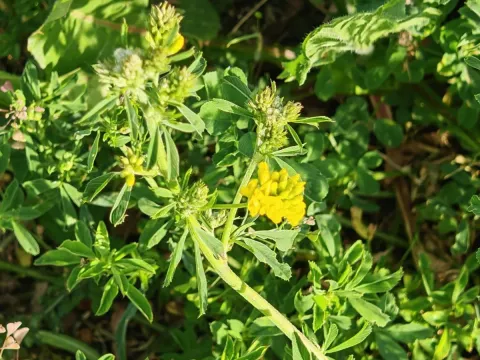 Yellow alfalfa