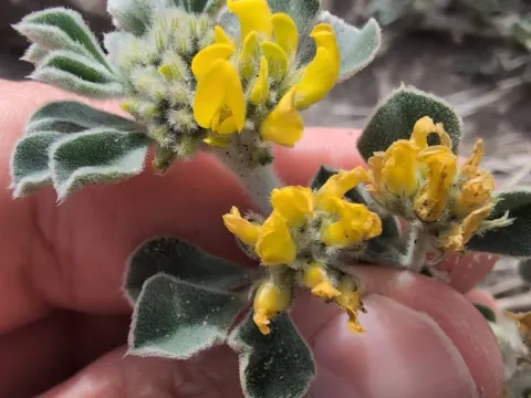 Sea medick