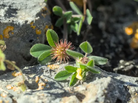 Little burr clover