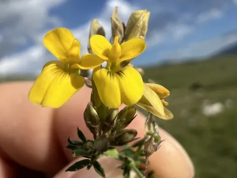 Medicago prostrata