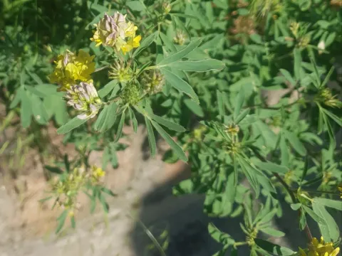 Hybrid alfalfa